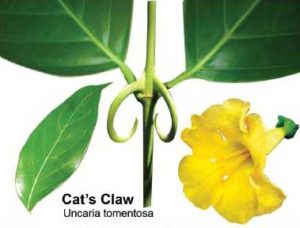 cats-claw